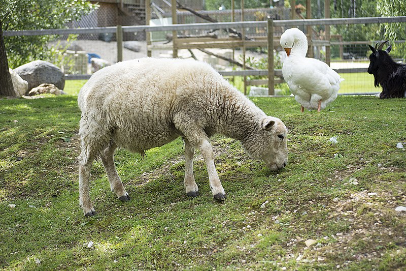 File:Lambert sheep.jpg