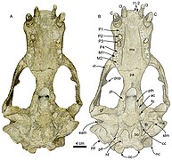 Titanotaria ventral.jpg