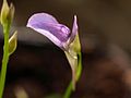 Utricularia babui flora