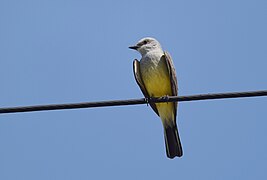 Western Kingbird - 27348928446.jpg