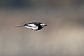 * Nomination: Bird White wagtail in flight (by Prasan Shrestha) --Gpkp 16:29, 23 October 2024 (UTC) * * Review needed