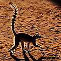 Berenty Natural Reserve, Madagascar