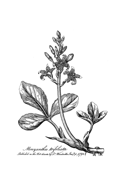 File:Medical Botany 1790-0001 0028.png