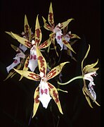 Odontoglossum constrictum Oncidium constrictum