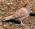 * Nomination A red Rock Pigeon (columba livia) in Victoria Park, Sydney. --99of9 05:39, 20 January 2012 (UTC) * Promotion QI for me--Holleday 14:55, 20 January 2012 (UTC)