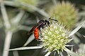 Deutsch: Blutbiene (Sphecodes albilabris) English: Sweat bee