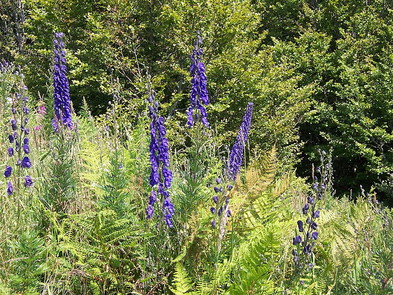 File:Aconitum napellus plant (01).jpg