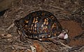 * Nomination Eastern Box Turtle (Terrapene Carolina carolina) laying eggs in Fairfax, Virginia. --Jarekt 13:26, 10 August 2009 (UTC) * Promotion technically not perfect but you hit the moment --Mbdortmund 13:48, 10 August 2009 (UTC)