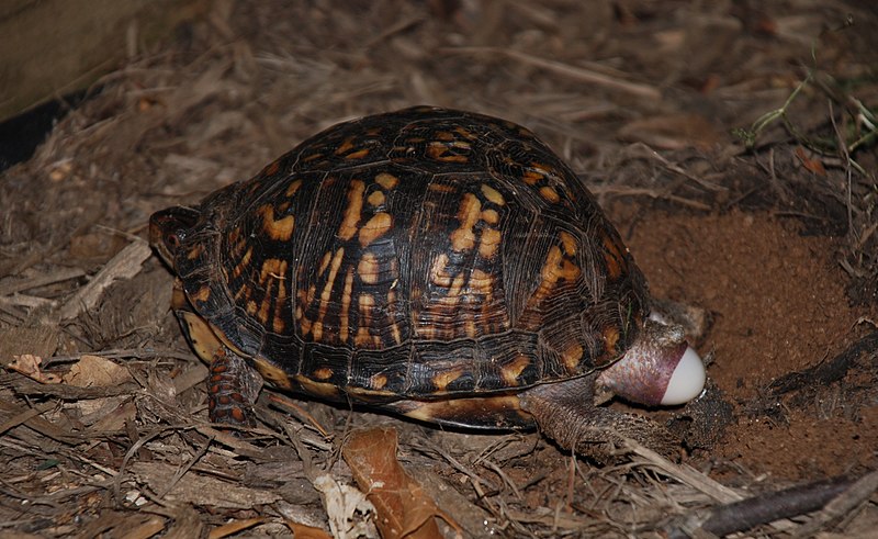 File:Eastern Box Turtle 8679.jpg