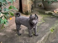 Hmong Bobtail Puppy with Tail.jpg