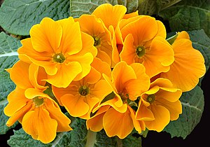 primrose (Primula)