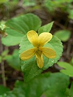 Viola glabella