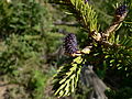 Abies lasiocarpa