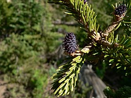 Abies lasiocarpa