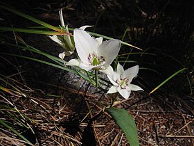 Calochortus lyallii