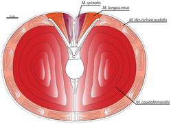 September 7: Cross-section through the tail of Carnotaurus sastrei