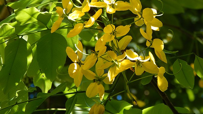 Cassia Imperial Flower