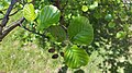 Leaves of Alnus glutinosa