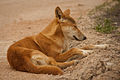 Nullarbor region