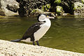 * Nomination: Australian Pied Cormorant (Phalacrocorax varius), Abel Tasman National Park, New Zealand --LC-de 00:34, 9 December 2012 (UTC) Some areas look overexposed, can you reduce its brightness? Poco a poco 10:00, 9 December 2012 (UTC) * * Review needed