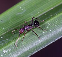 Polyrhachis rufipes 263009365.jpg