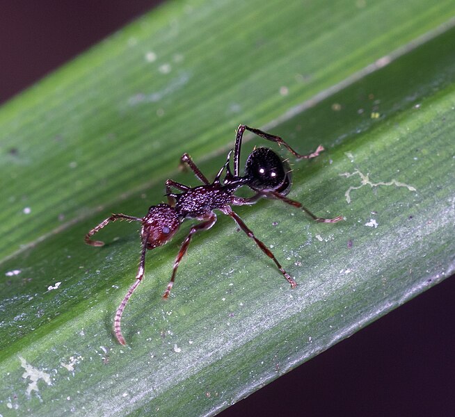 File:Polyrhachis rufipes 263009365.jpg