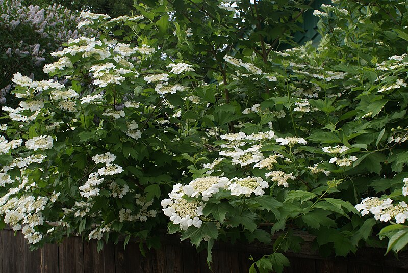 File:Viburnum opulus in Minsk 2.jpg