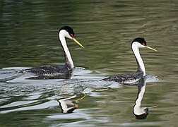 Western Grebes (16826382842).jpg