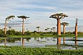 * Nomination Adansonia Grandidieri, baobabs from Madagascar -Bgag 14:30, 7 March 2008 (UTC) * Decline What a wonderful view!! Sadly picture quality is not up to par. Sharpness is not good enough. Lycaon 20:13, 7 March 2008 (UTC)