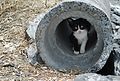 "Cat_in_a_tube.jpg" by User:Goodvac