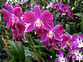 Dendrobium - Hybrid