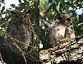 Bubo magellanicus (cat.)