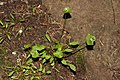 Claytonia perfoliata