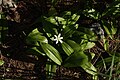 Clintonia uniflora