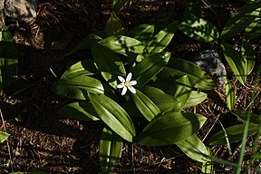 Clintonia uniflora