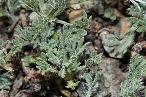 Erigeron compositus