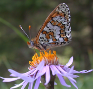 April 22: Melitaea cinxia.