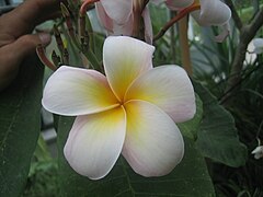 Plumeria Frangipani.jpg