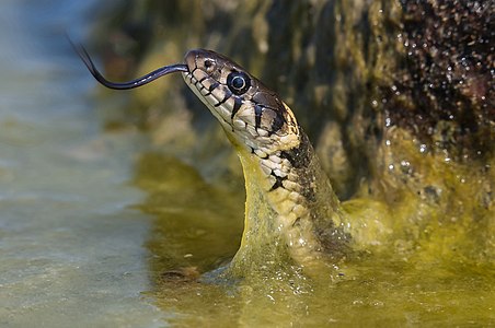 Natrix natrix in Tallinn, Estonia