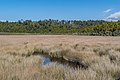 * Nomination Wetland near Okarito in West Coast Region, South Island of New Zealand. --Tournasol7 07:07, 27 March 2019 (UTC) * Promotion  Support Good quality. --Ermell 07:22, 27 March 2019 (UTC)