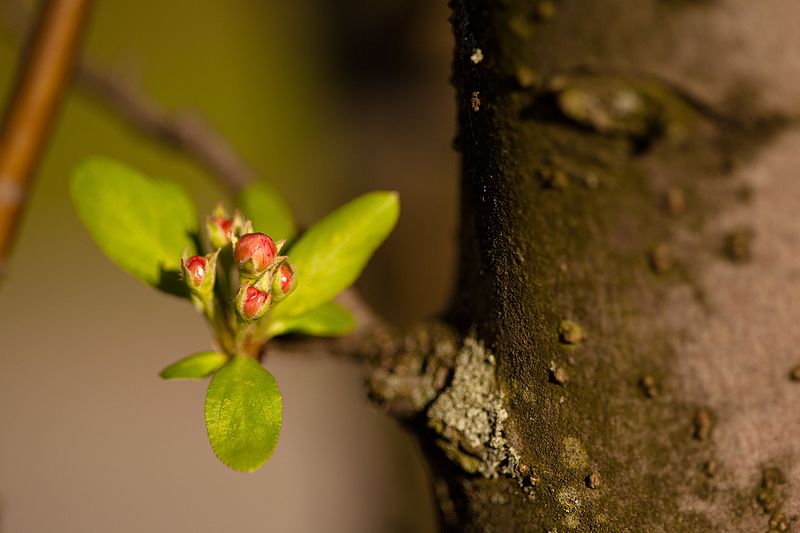 File:Crabapple (25135022844).jpg