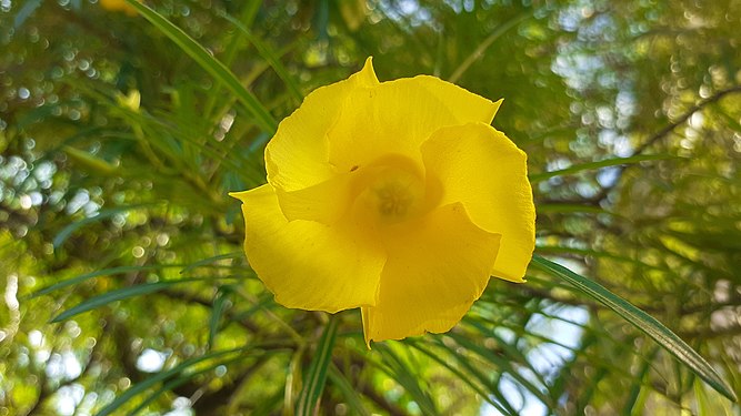 Yellow Flower in the Garden of Casa Rui Barbosa