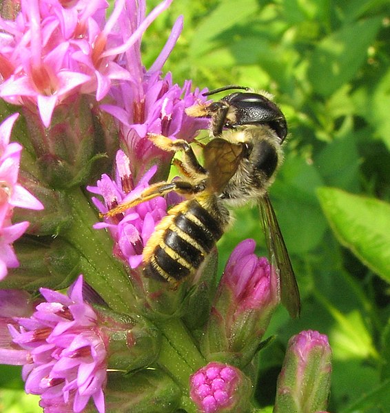 File:Megachile pugnata pugnata female.jpg