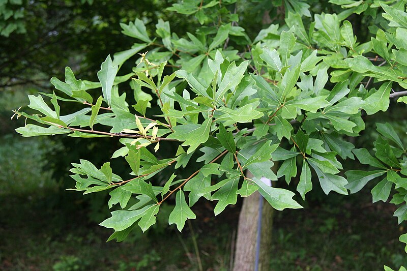 File:Quercus nigra Laub.jpg