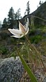 Calochortus lyallii in Icicle Canyon, Chelan County Washington