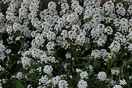 Lobularia maritima (L.) Desv. (51964221620).jpg