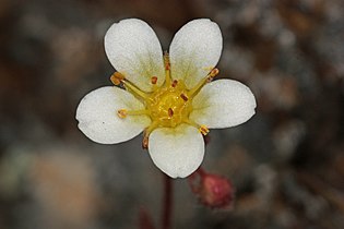 Saxifraga cespitosa