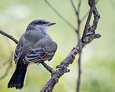 Western Kingbird (35883448711).jpg