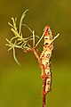 * Nomination Caterpillar of the Spurge Hawk-moth (Hyles euphorbiae) in Natura 2000 site "Greto dello Scrivia" IT1180004 in Novi Ligure. By User:Maurizio Carlini --Civvì 11:09, 19 October 2024 (UTC) * Promotion  Support Good quality. --ReneeWrites 09:58, 21 October 2024 (UTC)