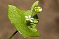 Claytonia perfoliata